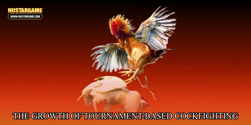 The Growth of Tournament-Based Cockfighting Entertainment